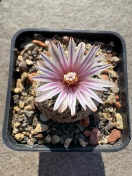 Turbinicarpus valdezianus